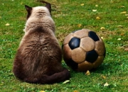 九游app下载-切尔西险胜莱比锡，德布劳内乌龙送礼英超